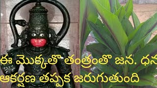 ఈ మొక్కతో తంత్రం జన ధన ఆకర్షణ కాయం