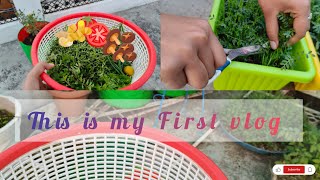 first vlog🌻🌼||Harvesting of green vegetables 🌱 from rooftop terrace garden 🏡||Terrace gardening