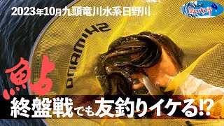 【鮎釣り】九頭竜川水系日野川で今季最終？友釣りしたら意外と釣れた！【2023年10月】