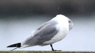 ♪鳥くんの野鳥動画(千葉県銚子漁港Japan）ミツユビカモメＡＤGull