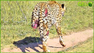35 Bad Moments Leopards get injured while picking the wrong prey, what happens next? | Animal Fight