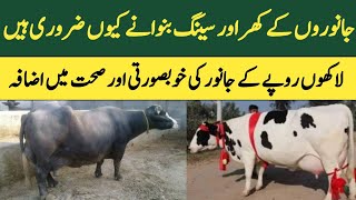 how to dehorn the cows | Janwaron k seeng kese kate jaty hain