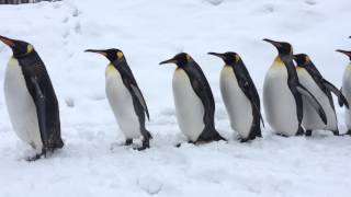 北海道 旭川動物園 超萌企鵝遊行