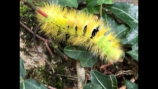 This caterpillar, larvae of the pale tussock moth,is transfixing to watch