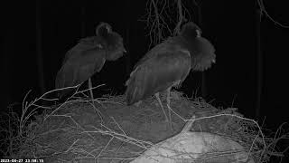 Must-toonekurg Ciconia nigra Black Stork 2023 04 27  Ural owl attacks male Karl II in nest