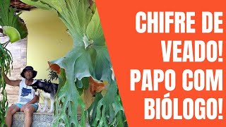 Platycerium Chifre de Veado!Dicas de biólogo!