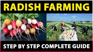 Radish Farming: Planting, Care, Harvesting | How to grow Radish at Home | Radish Cultivation