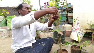 V-Grafting Process | అంటు కట్టుకొను పద్ధతి | AgriTech Telugu