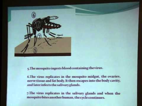 Update on Dengue and Dengue Hemorrhagic Fever Where We Are Update on Dengue and Dengue Hemorrhagic Fever Where We Are