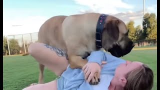 Big Boerboel Wrestling Her Owner #trending #boerboel #viral