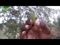 వెలుతురు చెట్టు veluthuru chettu veluturu chettu uses in telugu sickle bush tree flytech tv