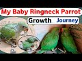 Growing Indian ringnake baby parrots|baby🐥 ringneck day by day growing stage