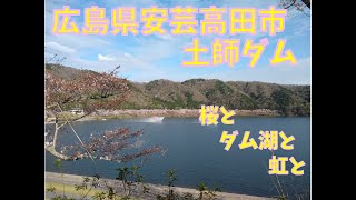 桜前線異常なし　広島県安芸高田市　土師ダム　虹と桜とダム湖と