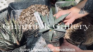 EP.2 │ AGAVE UTAHENSIS VAR. NEVADENSIS 2ND│ อากาเว่ยูทาห์เอนซิส │ เปลี่ยนกระถางต้อนรับลมหนาว