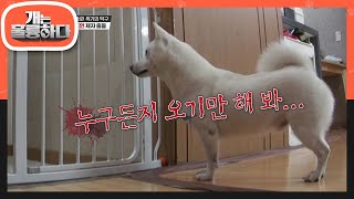 이미 늦은 사회화 훈련....규제자와 도연제자의 출동! [개는 훌륭하다/Dogs Are Incredible] | KBS 220815 방송