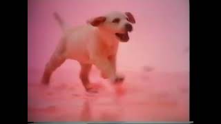 Andrex Pink Puppy Advert 1980s 80s UK