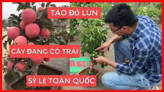 TÁO ĐỎ LÙN F1 [ Cây Đang Qủa ] Đt/Zalo 0923916866 | 0968750386