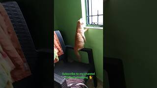 Enna therigirathu #catlover #simba #simbathelionking #kitten #vadivelucomedy#cat #simbathecat #kitty