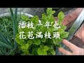 別怕 用力的大修剪，剪出新花也怒放 ｜重剪後不管老株或新植株都健壯、更多花苞