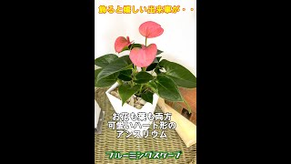 お花も葉も両方、可愛いハート形のアンスリウムと花言葉｜Anthurium #Shorts