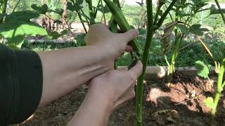 tips on “HARVESTING OKRA” (if done right the stuff is great)