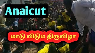 மாடு விடும் திருவிழா Anaicut 2023 @TamizhRock