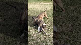 American Bully's 2021.12.25.  Nice Winter -  Garden Life #AmericanBully #bullies #PitBull #bully