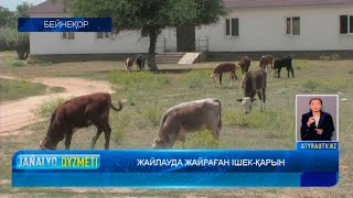 ЖАЙЛАУДА ЖАЙРАҒАН ІШЕК-ҚАРЫН