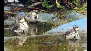 楽しそうに水浴びするシジュウカラの幼鳥たち