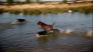 Dierendag in Brabant