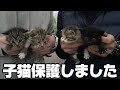 農家のビニールハウスで生まれた子猫を母猫と一緒に保護しました