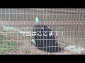 【けだものフレンズ】東武動物公園に行ってきた【第二話：子どもは見ちゃだめライオン禁具】