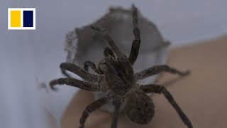 Brazilian wandering spider aids erectile dysfunction treatment