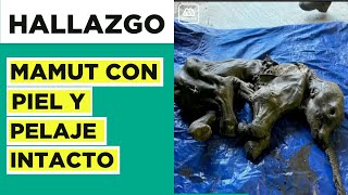 Increíble hallazgo: Encontraron una cría de mamut perfectamente conservada