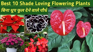 Shade loving flowering plants in india/बिना धूप में खिलने वाले फूल/Indoor Flowering Plants