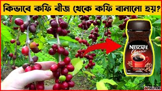 কারখানায় কিভাবে কফি বীজ থেকে কফি বানানো হয়? | Coffee manufacturing process | How it's Made?