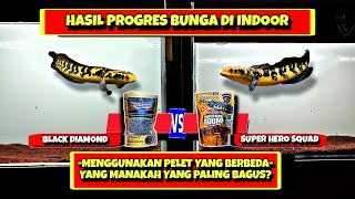 HASIL PROGRES BUNGA CHANA MARU MENGGUNAKAN PELET YANG BERBEDA‼️PELET MANAKAH YANG PALING BAGUS⁉️