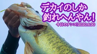 【今日のナンコ！2020.6.30】デカイのしか釣れへんやん！【琵琶湖バス釣り】