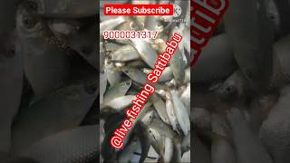 కొత్త గడ్డి చేప పిల్లలు 4 ఇంచ్ సైజ్ #fishseeds #gascutfish #fishfeeding #fishing