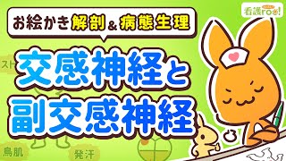 【脳神経系】交感神経と副交感神経｜お絵かき解剖＆病態生理6