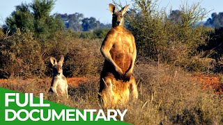 Wildlife | Episode 3: Kangaroos - Kings of the Outback | Free Documentary Nature