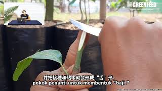 Greenfeed Vlog 57 Types of Grafting｜嫁接术的种类｜Jenis Teknik Cantuman