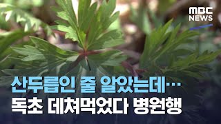 산두릅인 줄 알았는데…독초 데쳐먹었다 병원행 (2021.04.19/뉴스데스크/MBC)