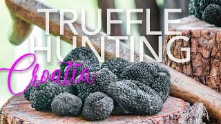 Experience TRUFFLE HUNTING in Croatia