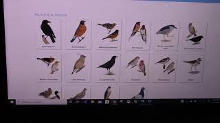 Citizen Science: Bird Watching - City Connections