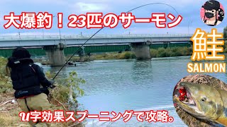 (鮭釣り)三面川鮭有効利用調査part5最後に80cmアップ5kgのビッグサーモンをU字効果のスプーニングで攻略。