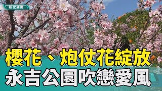 鶯歌 永吉|櫻花、炮仗花綻放 永吉公園瀰漫戀愛氣氛(公民記者投稿)