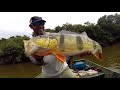 teaser epic expedition peacock bass payara fishing