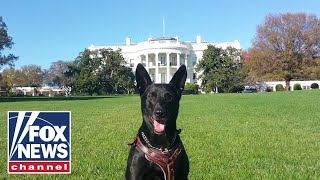 Nonprofit gives free veterinary care to retired police dogs