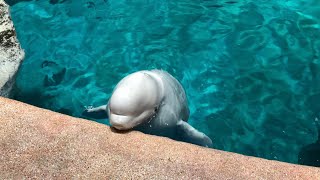 飼育員さん大好き！ 2019/07/30@名古屋港水族館